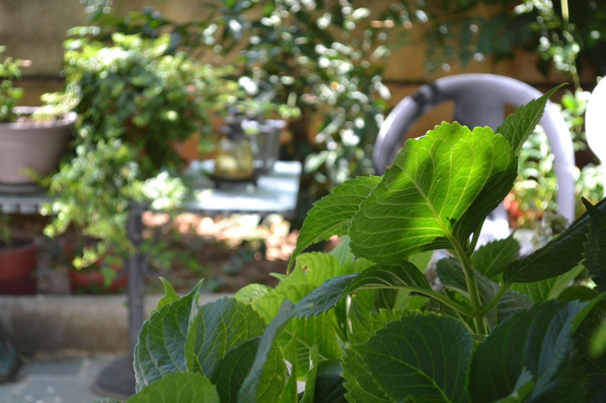 Veggie Garden Athens B&B Ngoại thất bức ảnh